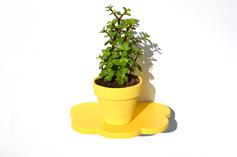 Flora plant shelf