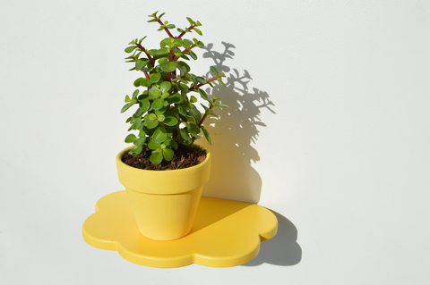 Flora plant shelf